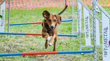 In Lichtenberg bangt ein Hundesportverein um sein Trainingsgelände. Mehr dazu im Newsletter.