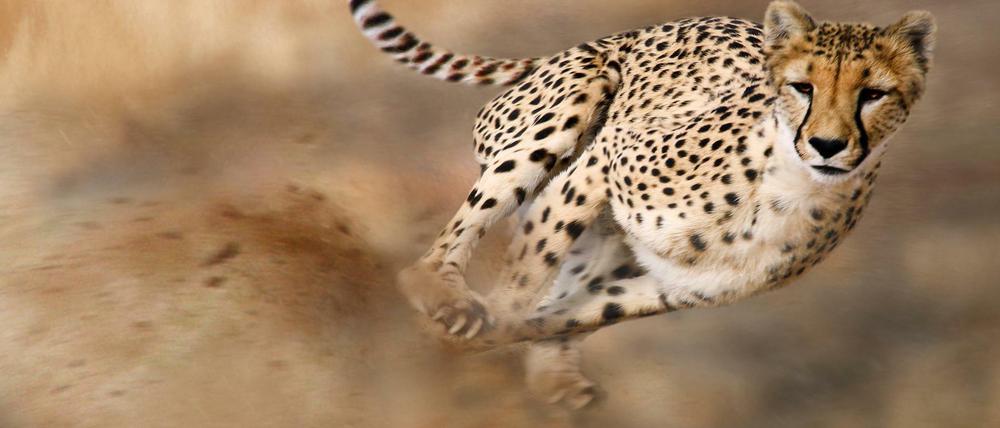 Der Gepard ist das schnellste Landtier der Welt. Sprinter schauen sich seine Tricks ab. 