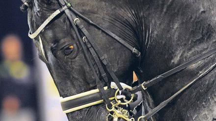 Totilas, das neue Pferd von Dressurreiter Matthias Alexander Rath, hat 10 Millionen Euro gekostet.