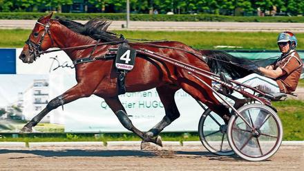 Bestes Pferd im Stall. Josef Franzl ist einer der Favoriten beim Derby in Mariendorf.