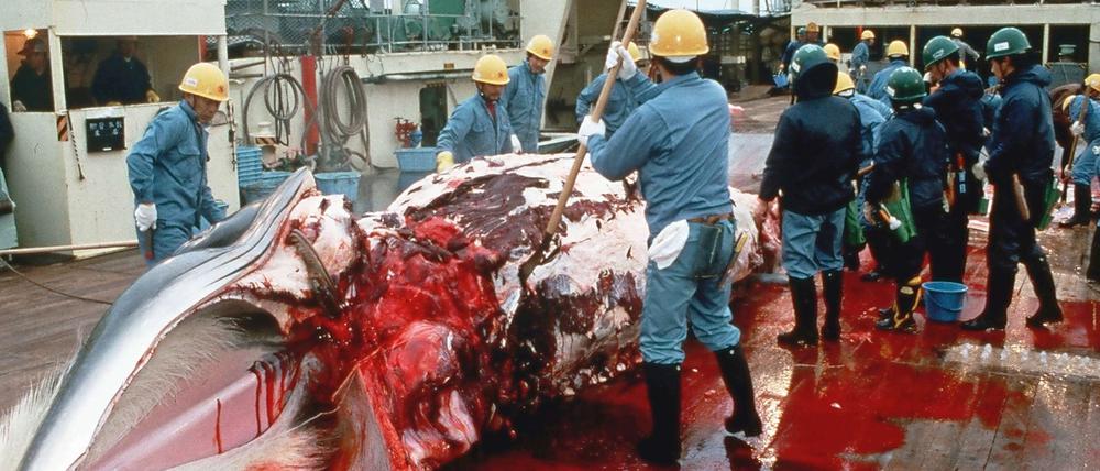 Wale jagt Japan offiziell nur zu wissenschaftlichen Zwecken und umgeht so das Fangverbot für die Meeressäuger.