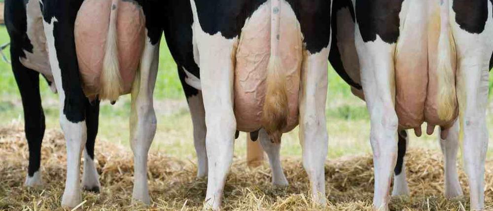 Das geht auf keine Kuhhaut: Der Milchpreis stürzte zuletzt unter die 30-Cent-Marke. Viele Bauern können damit nicht mehr rentabel produzieren. 