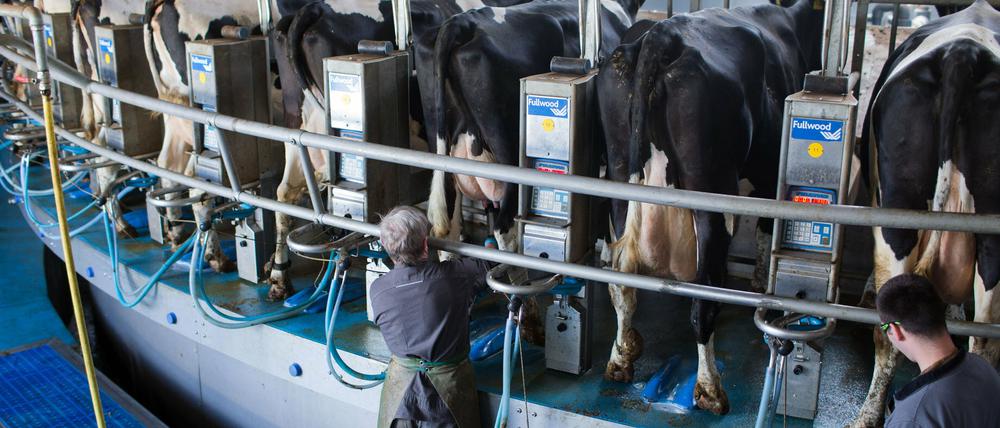 Zwei Drittel aller Antragsteller waren dem Bericht zufolge Milcherzeuger.