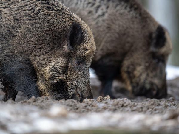 Freiwild: Im Kerngebiet sollen alle Wildschweine getötet werden. 
