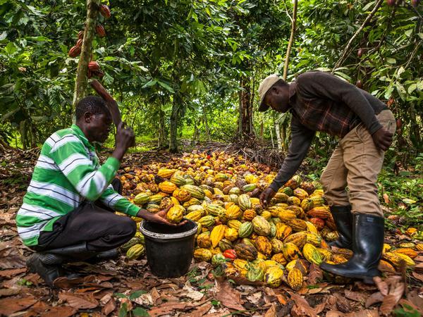 Viele afrikanische Landwirte bauen Kakaobohnen an wie hier in Benin.