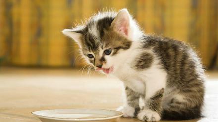 Na, wo ist das Futter? Rund 1,5 Milliarden Euro gaben die Deutschen im Jahr 2012 für das Fressen ihrer Katzen aus.