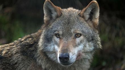 150 Jahre lang war der Wolf in Deutschland ausgerottet, seit 20 Jahren ist er wieder da. 