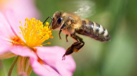 Eine Biene sammelt den Nektar von einem rosafarbenen Sonnenröschen. 