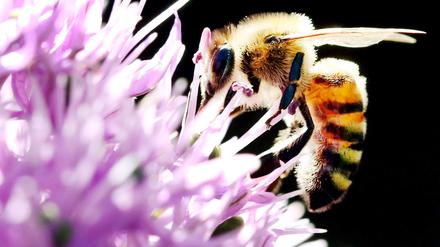 Bedrohte Tierart: Die Bundesregierung will Insekten schützen, indem weniger Pestizide eingesetzt und die Schutzgebiete ausgedehnt werden. 