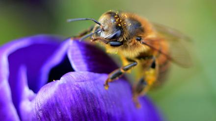 Eine Biene sammelt Blütenstaub in einer Krokusblüte. 