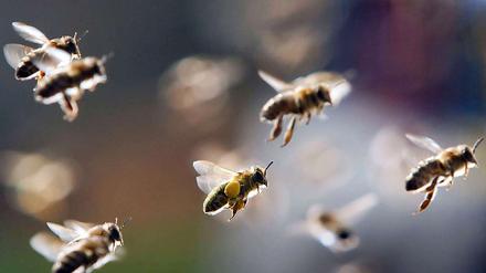 Fleißige Bienen. Ähnlich wie in der Natur zählt beim Crowdinvesting das gemeinsame Handeln – mit unsicherem Ertrag. 