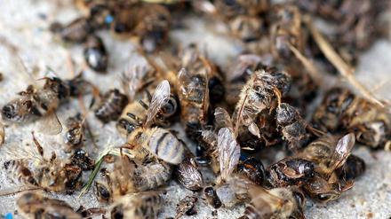 Abgestürzt. In den vergangenen Jahren ist die Bienenpopulation in Europa um bis zu 30 Prozent gesunken.