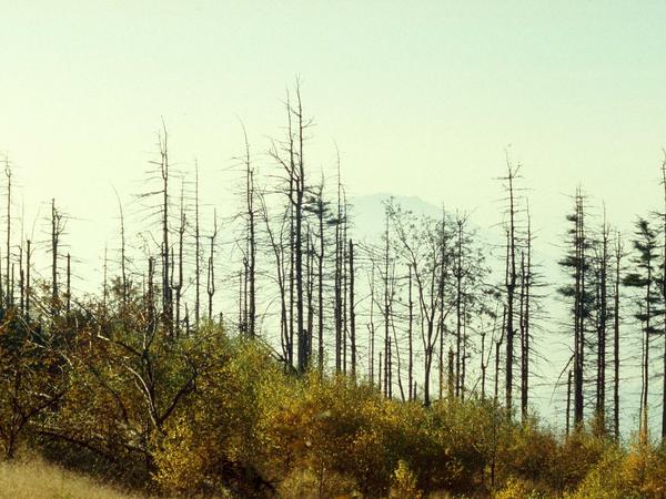 Angst um den deutschen Wald: in den 80er Jahren setzen Industrieabgase den Bäumen zu. 