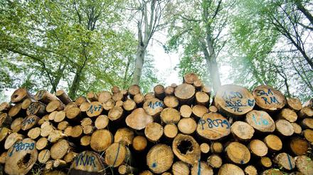 Jede Menge Holz. Allein an Schadholz liegt so viel in den Wäldern wie sonst in einem Jahr geerntet wird. 