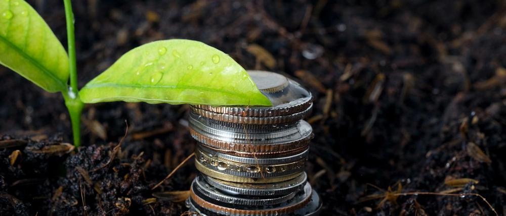 Münzen vor Pflanze: Bei nachhaltigen Geldanlagen wächst im idealen Fall nicht nur das Vermögen.