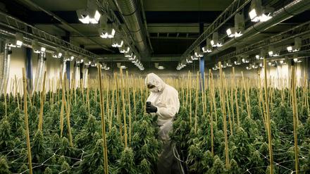 Cannabis-Anbauanlagen wie diese in der Schweiz könnte es auch in Deutschland bald vermehrt geben. 