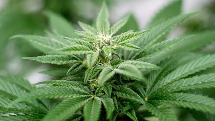 Cannabis darf nur zu medizinischen Zwecken in Deutschland angebaut werden.