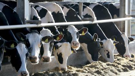 Rund vier Millionen Kühe gibt es in Deutschland. Viel Milch geht in den Export.