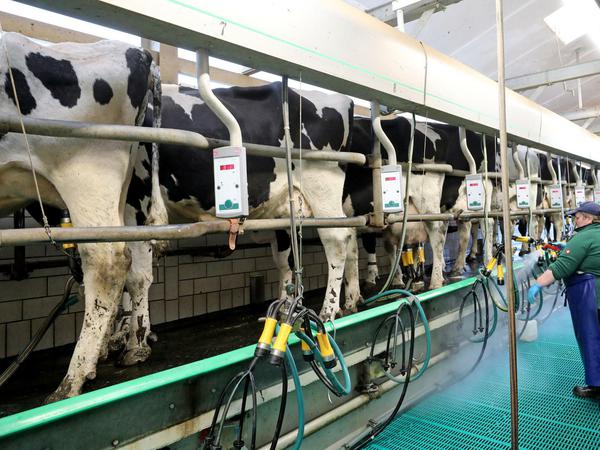 Hochleistung: Die Kühe geben immer mehr Milch. Aber wohin damit? 
