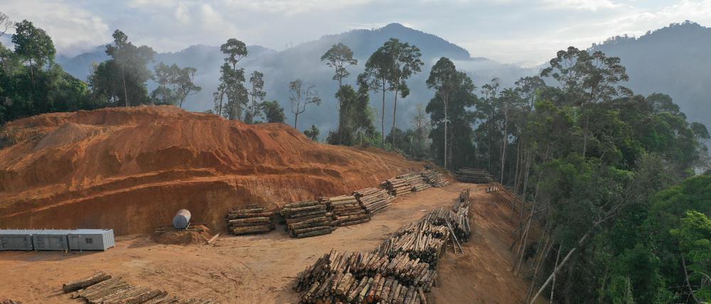 Der südamerikanische Regenwald ist unter anderem durch die Holzwirtschaft akut gefährdet.