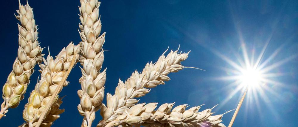 Teure Körner: Weizen kostet heute mehr als Doppelte verglichen mit Juli 2021.