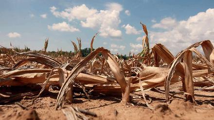 Ein Maisfeld im US-Bundesstaat Illinois im Sommer 2012. Die Hälfte der Felder ist in einem erbärmlichen Zustand.