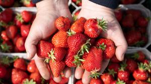 Jetzt ist Saison: Frische Erdbeeren gibt es überall. Die Beeren sind lecker und gesund. Doch konventionelle Ware ist oft mit Pestiziden belastet.