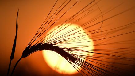 Zu viel Sonne: Die Bauern befürchten Totalausfälle für das Getreide. 