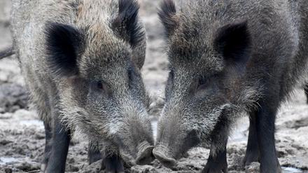 In großer Gefahr. Der Bauernverband möchte hierzulande 70 Prozent aller Wildschweine töten. 