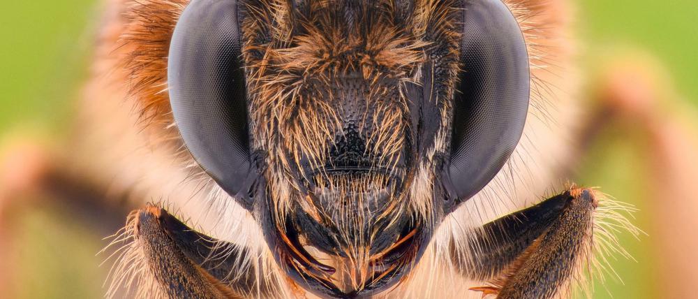 Zumindest in Berlin stirbt die Honigbiene nicht aus. Der Imkerverband warnt sogar, es gebe zu viele von ihnen. 