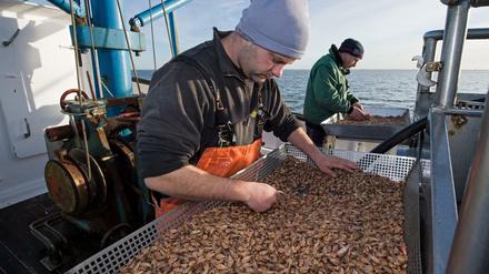 Niedersächsische Krabbenfischer sortieren ihre frisch gefangenen und bereits gekochten Krabben. 