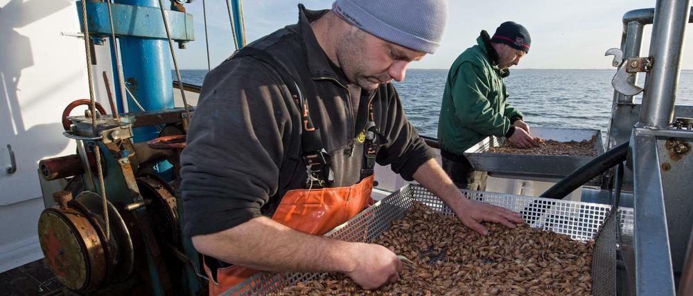 Niedersächsische Krabbenfischer sortieren ihre frisch gefangenen und bereits gekochten Krabben. 