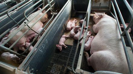 Umdrehen geht nicht: Eine Muttersau liegt neben ihren wenige Tage alten Ferkeln in einer Schweinezuchtanlage in Mecklenburg-Vorpommern. 