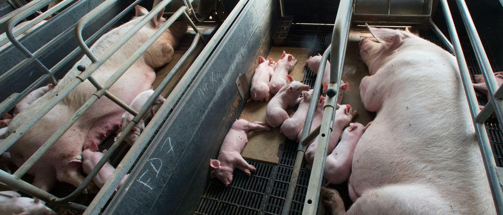 Umdrehen geht nicht: Eine Muttersau liegt neben ihren wenige Tage alten Ferkeln in einer Schweinezuchtanlage in Mecklenburg-Vorpommern. 