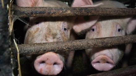 Nicht infiziert: Hausschweine sind bislang nicht betroffen, dennoch bekommen Bauern weniger Geld für sie. 
