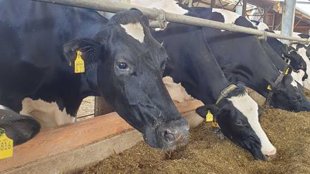 Mahlzeit: Wenn Kühe rülpsen, stoßen sie klimaschädliches Methan aus. Besseres Futter soll das verhindern.