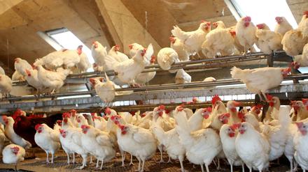 Die Hühner im Ruhrgebiet (Nordrhein-Westfalen) müssen nach der angeordneten Stallpflicht drinnen bleiben. 