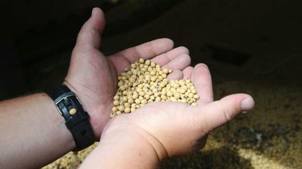 Ein US-Farmer hält sortierte Sojabohnen in seinem Landwirtschaftsbetrieb. 