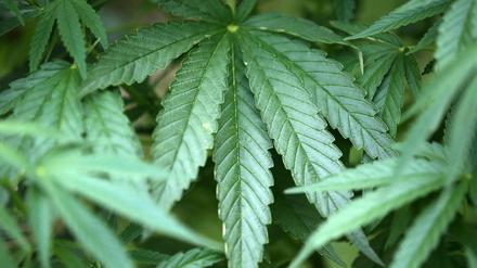 Auch in Deutschland soll Cannabis für den medizinischen Bedarf bald angebaut werden.