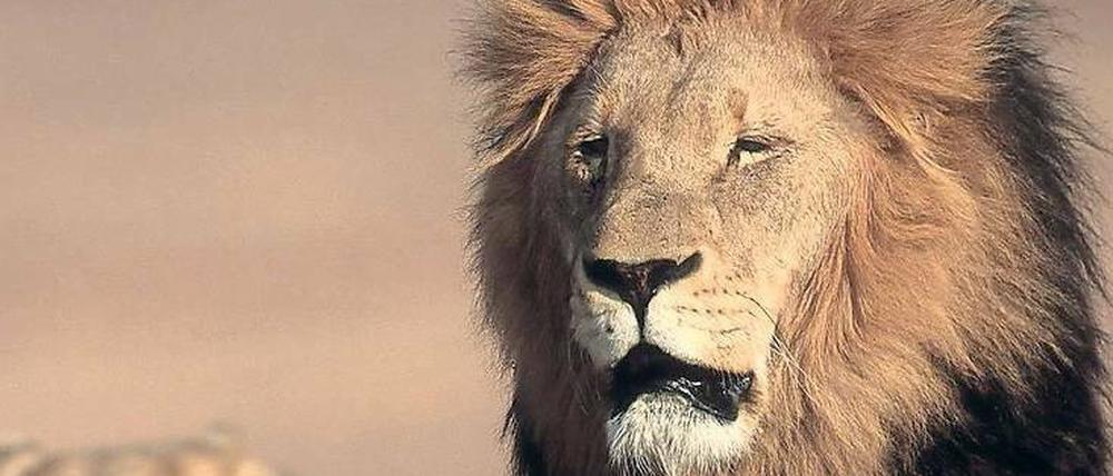 Gut eingespieltes Team. Löwen jagen im Rudel und verständigen sich dabei durch Köpersprache. Blicke genügen, um Rudelmitgliedern Grenzen zu zeigen. Sie seien „Meister des Schweigens“, sagt unsere Autorin. 