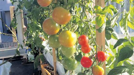 Das Gute liegt so nah. Diese Tomaten reifen in einem urbanen Gewächshaus in Berlin. Bald soll das auch profitabel sein.