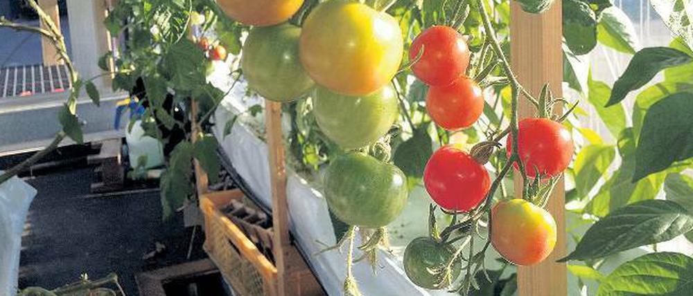 Das Gute liegt so nah. Diese Tomaten reifen in einem urbanen Gewächshaus in Berlin. Bald soll das auch profitabel sein.