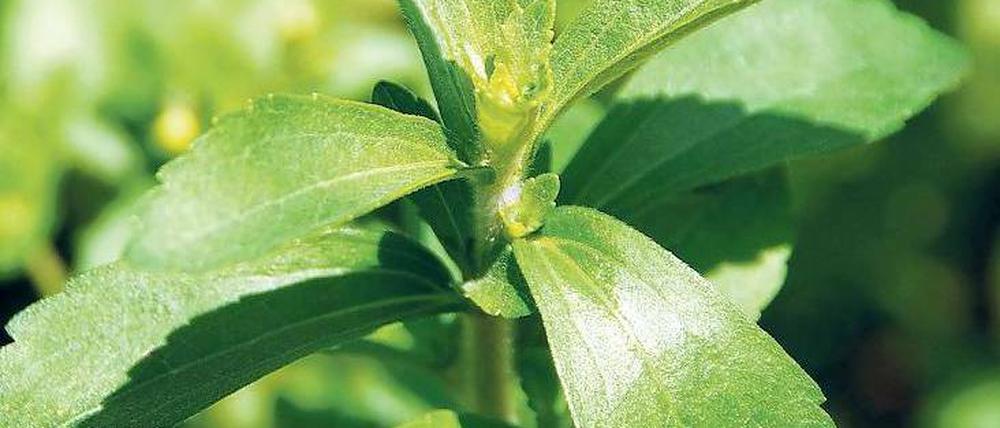 Hoffnungsträger. Die Blätter der Stevia-Pflanze stecken voller Süßkraft. Sie werden getrocknet und dann zu Tinkturen oder Tabs verarbeitet. In Japan ist die pflanzliche Süße bereits weit verbreitet, in Deutschland nicht. Foto: AFP