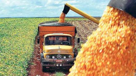 Maisproduktion in Brasilien. 30 Prozent der weltweiten Landreserven, die zum Ackerbau taugen, befinden sich in den Ländern Lateinamerikas. Foto: AFP