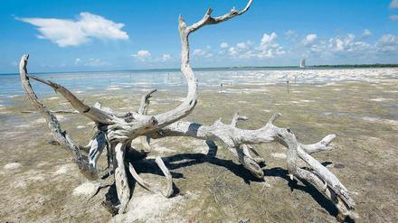 Hitze in Cancun. Am Strand der mexikanischen Stadt, in der ab heute über das Weltklima beraten wird, liegt verdörrtes Holz. 