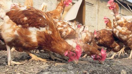 Glückliche Hühner. Um Öko-Eier zu legen, dürfen die Tiere keine künstlichen Futtermittelzusätze bekommen. 