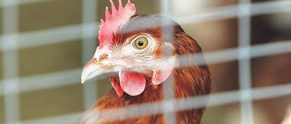 Bald in Freiheit? Noch in diesem Jahr soll es ein Komplettverbot für den Neubau von Käfiganlagen für Hühner geben. Foto: dpa