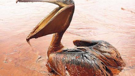 Not und Elend. Millionen Vögel, darunter dieser Pelikan, wurden Opfer der Umweltkatastrophe. Foto: Reuters