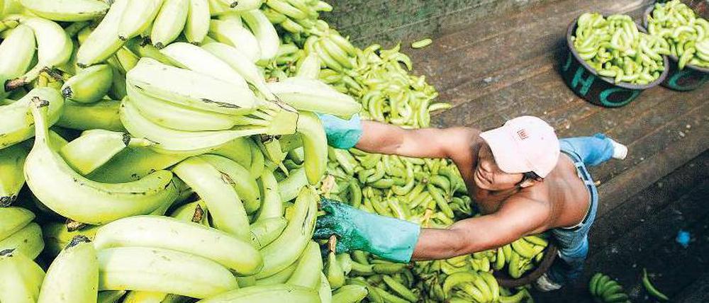 Kaum der Mühe wert. Ein Arbeiter entlädt seine Ware auf einem Markt in Tegucigalpa, Honduras. Nach Schätzungen der Gewerkschaft arbeiten rund 14 000 Honduraner auf Bananenplantagen. Die meisten von ihnen verdienen weniger als 250 Dollar im Monat. Foto: AFP