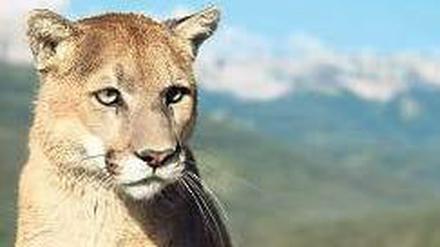 Mountain Lion – zu Deutsch Puma – nennt Apple sein neues Betriebssystem. Foto: dpa